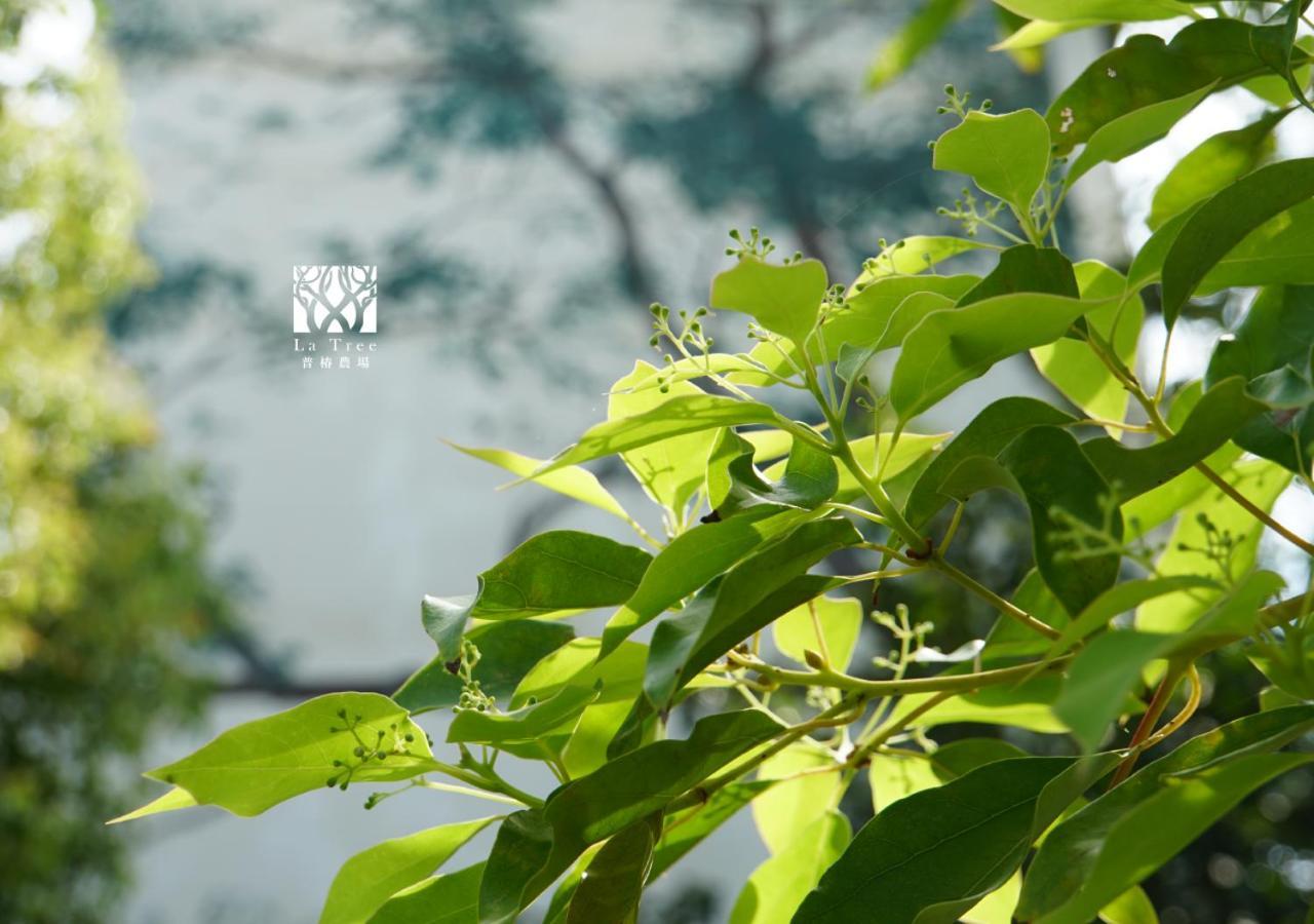 Apartament La Tree 普椿農場木子莊園 Donghe Zewnętrze zdjęcie