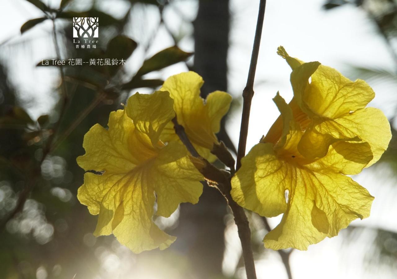Apartament La Tree 普椿農場木子莊園 Donghe Zewnętrze zdjęcie