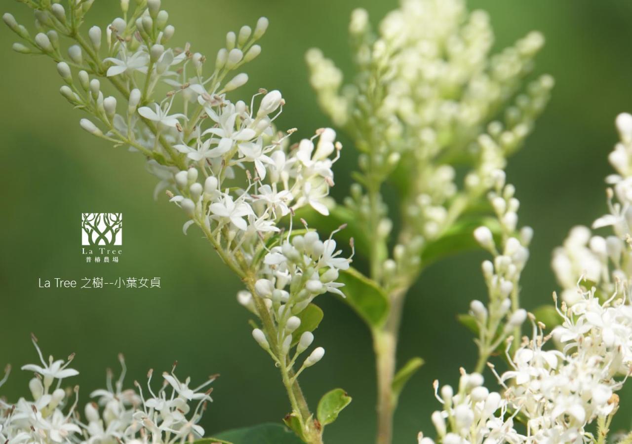 Apartament La Tree 普椿農場木子莊園 Donghe Zewnętrze zdjęcie