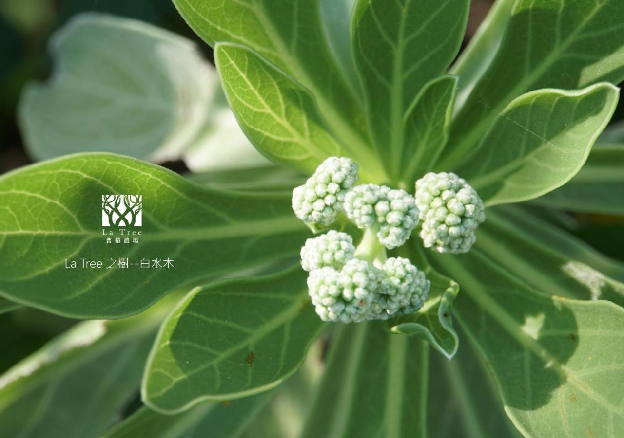 Apartament La Tree 普椿農場木子莊園 Donghe Zewnętrze zdjęcie
